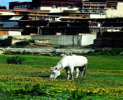 措美城市风景