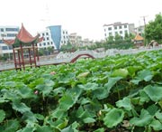 嘉禾城市风景