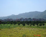 美姑城市风景